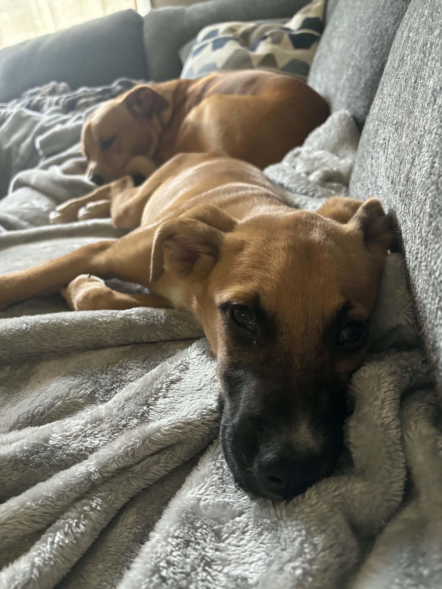 Enlarge Johnny, a ADOPTABLE mixed breed in Pensacola, FL image 2/5