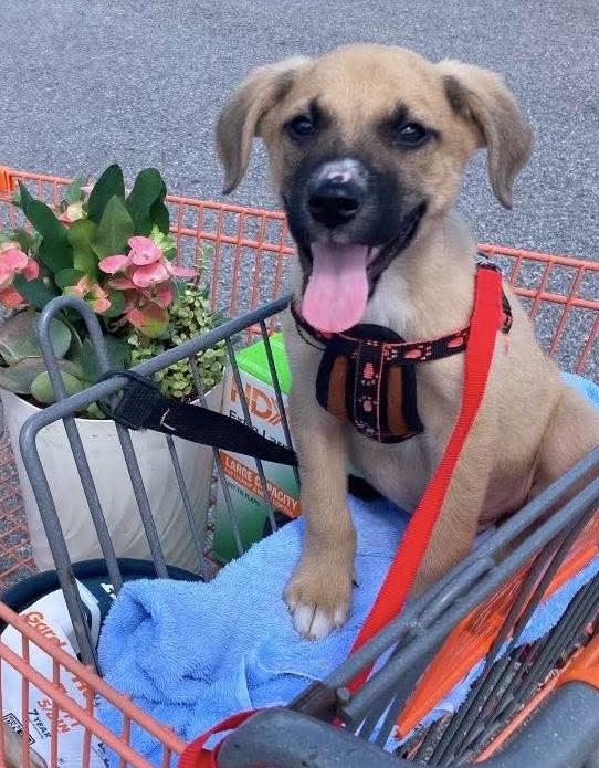Enlarge Johnny, a ADOPTABLE mixed breed in Pensacola, FL image 1/1