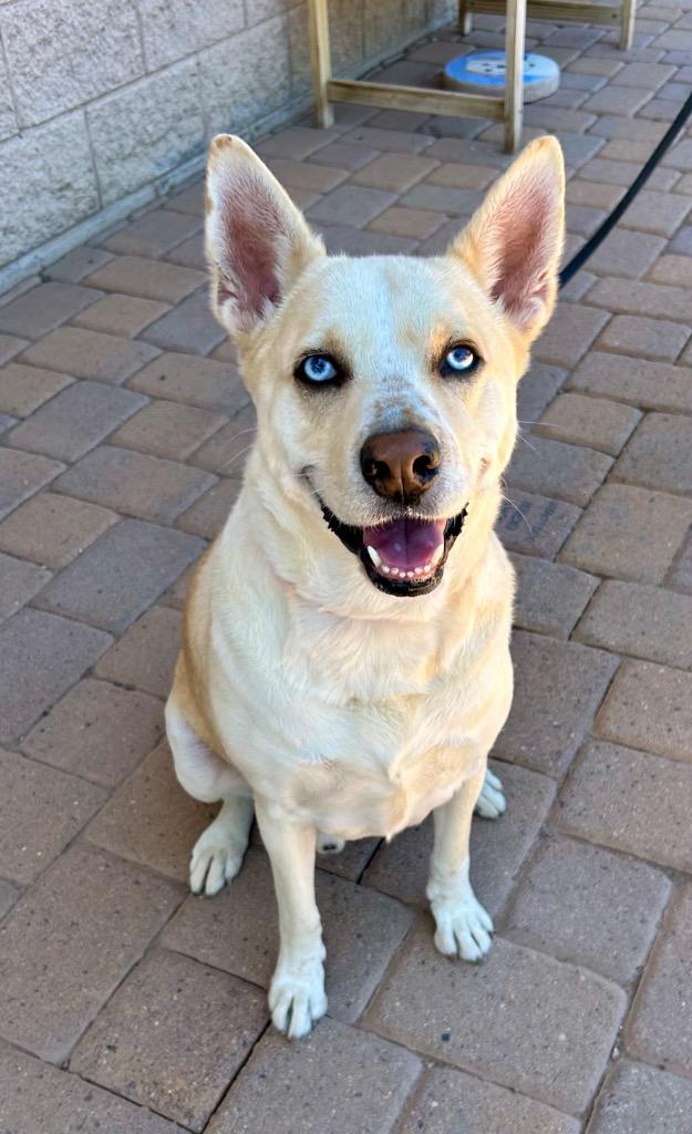 Enlarge Sinatra, a Adoptable mixed breed in Cottonwood, AZ image 1/5