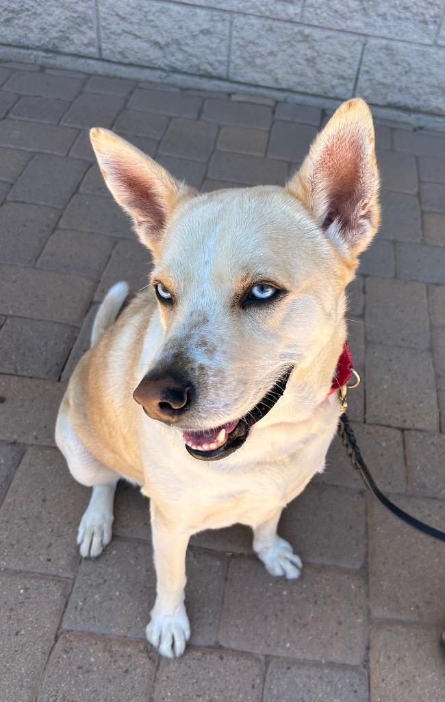 Enlarge Sinatra, a Adoptable mixed breed in Cottonwood, AZ image 1/6