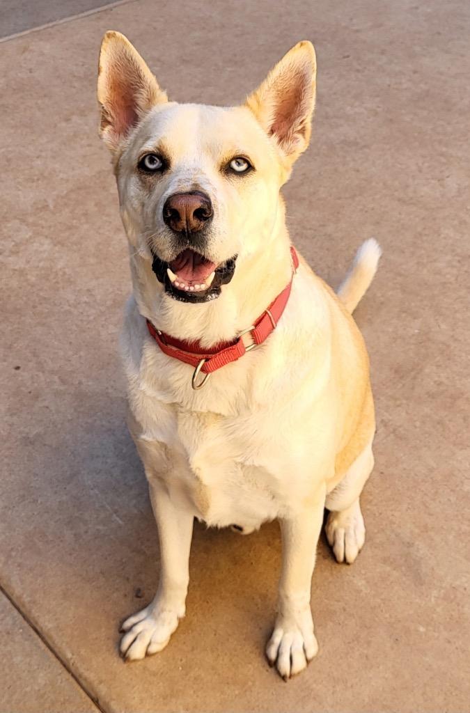 Enlarge Sinatra, a Adoptable mixed breed in Cottonwood, AZ image 2/5