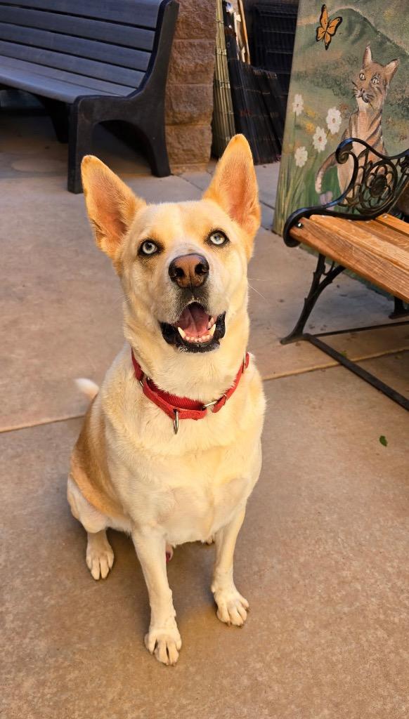 Enlarge Sinatra, a Adoptable mixed breed in Cottonwood, AZ image 4/5