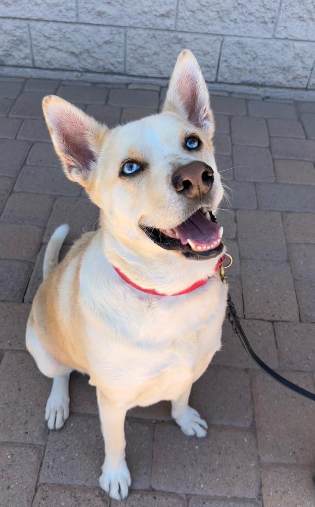 Enlarge Sinatra, a Adoptable mixed breed in Cottonwood, AZ image 6/6