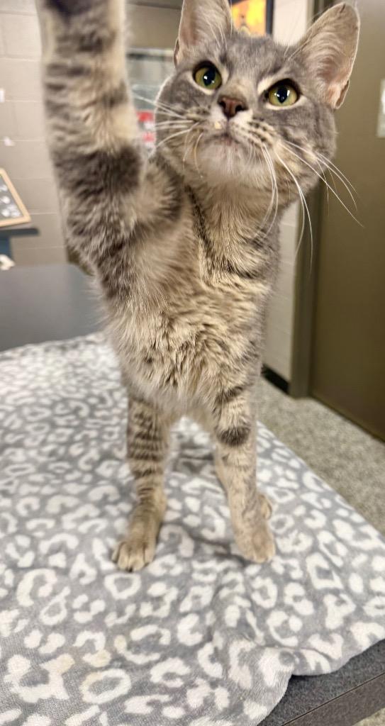 Enlarge Bessy, a Adoptable mixed breed in Hopkinsville, KY image 2/4