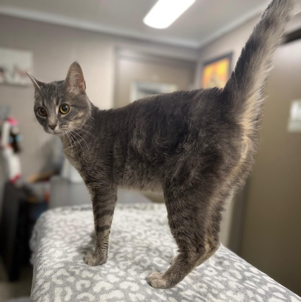 Enlarge Bessy, a Adoptable mixed breed in Hopkinsville, KY image 4/4