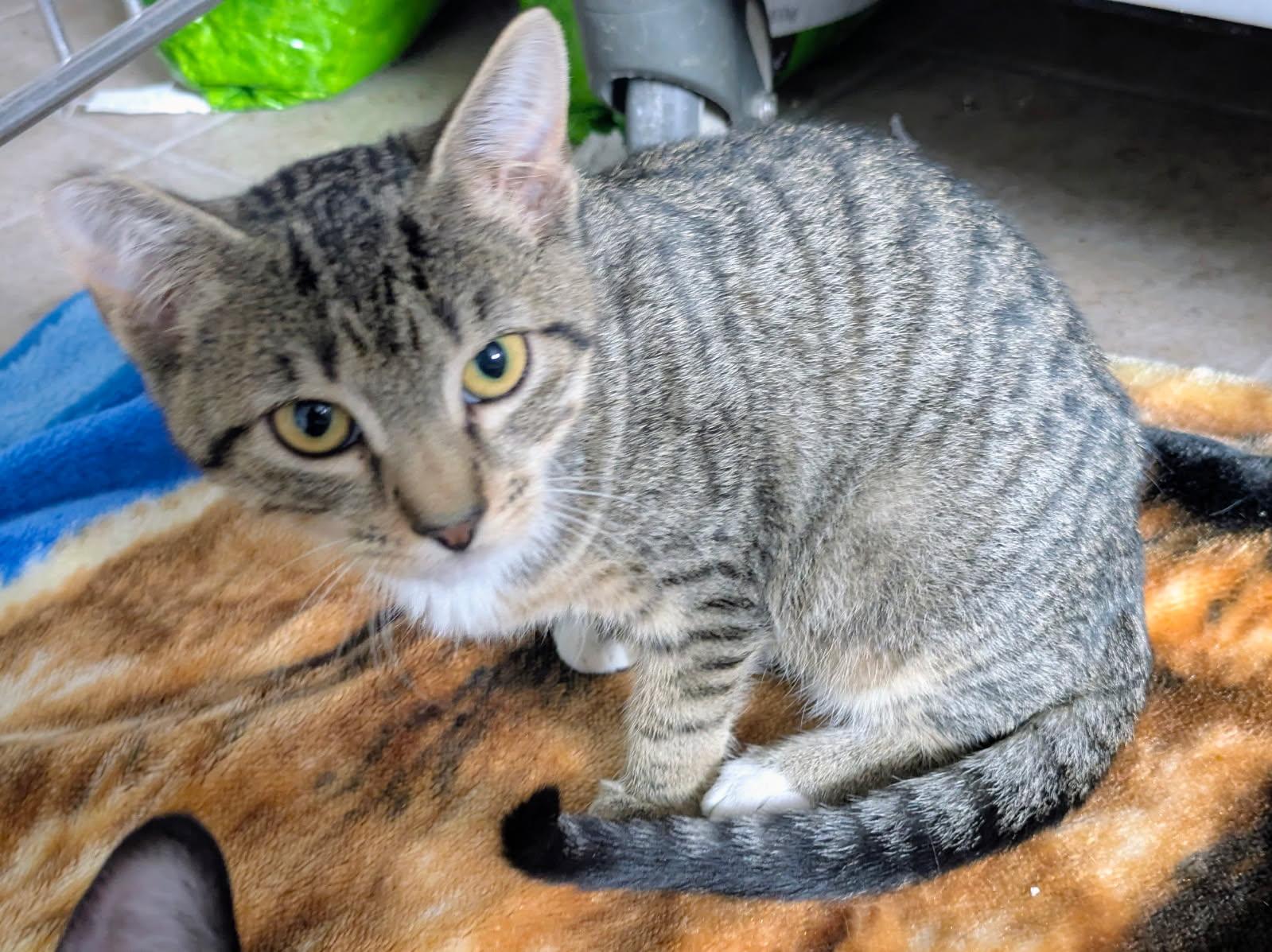 Enlarge Suzie, a ADOPTABLE mixed breed in Eureka, CA image 1/2