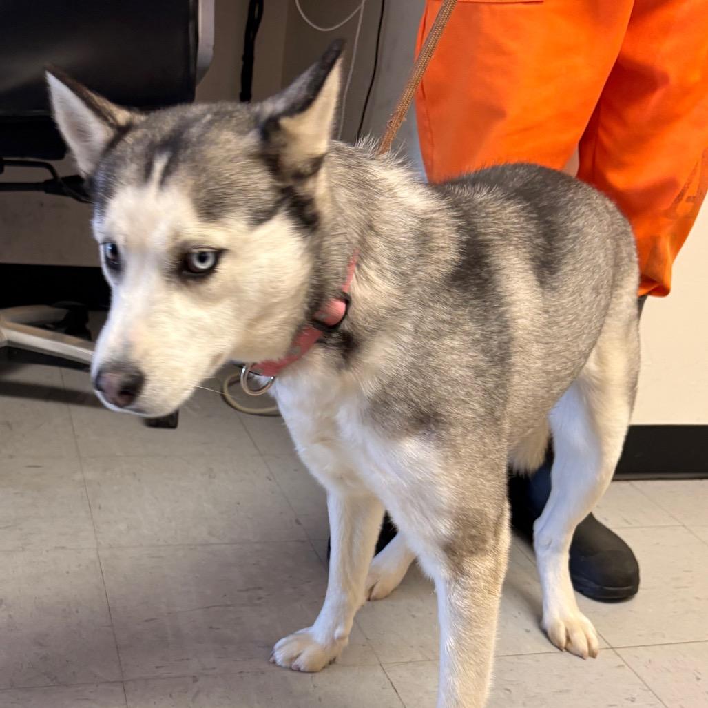 (CCSO) Mia, Adoptable, Young Female Siberian Husky.