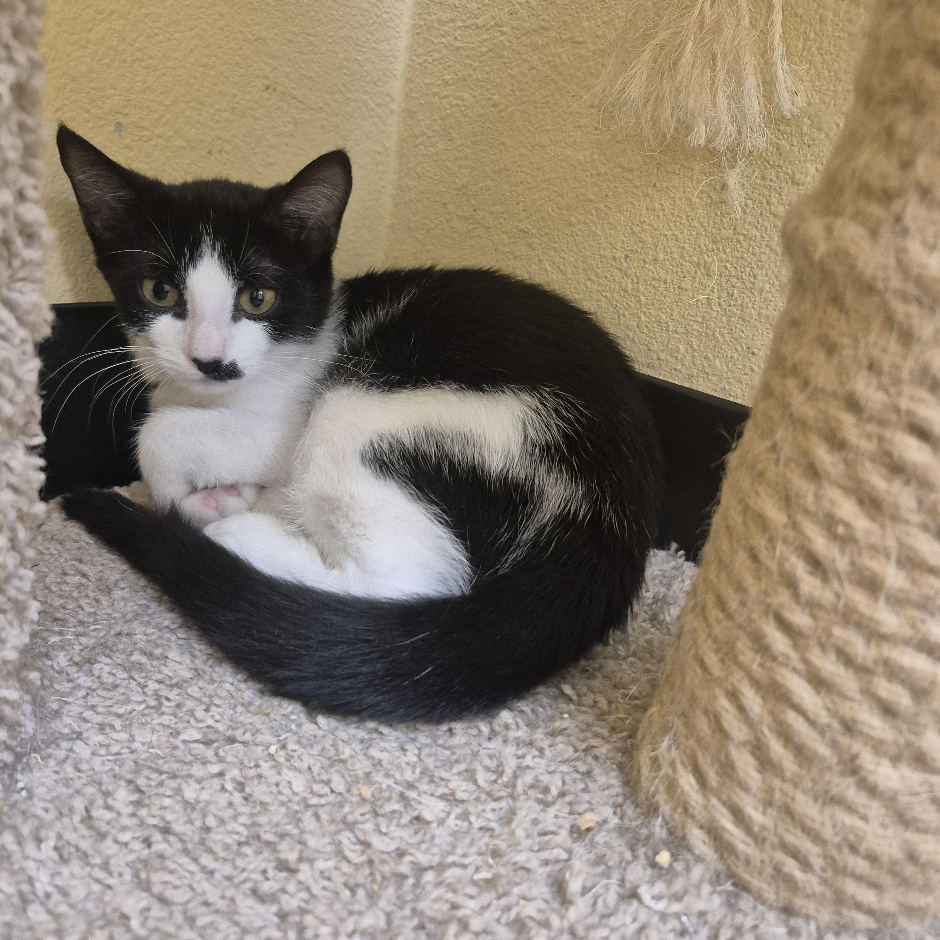 Scallop, Adoptable, Young Female Domestic Short Hair.