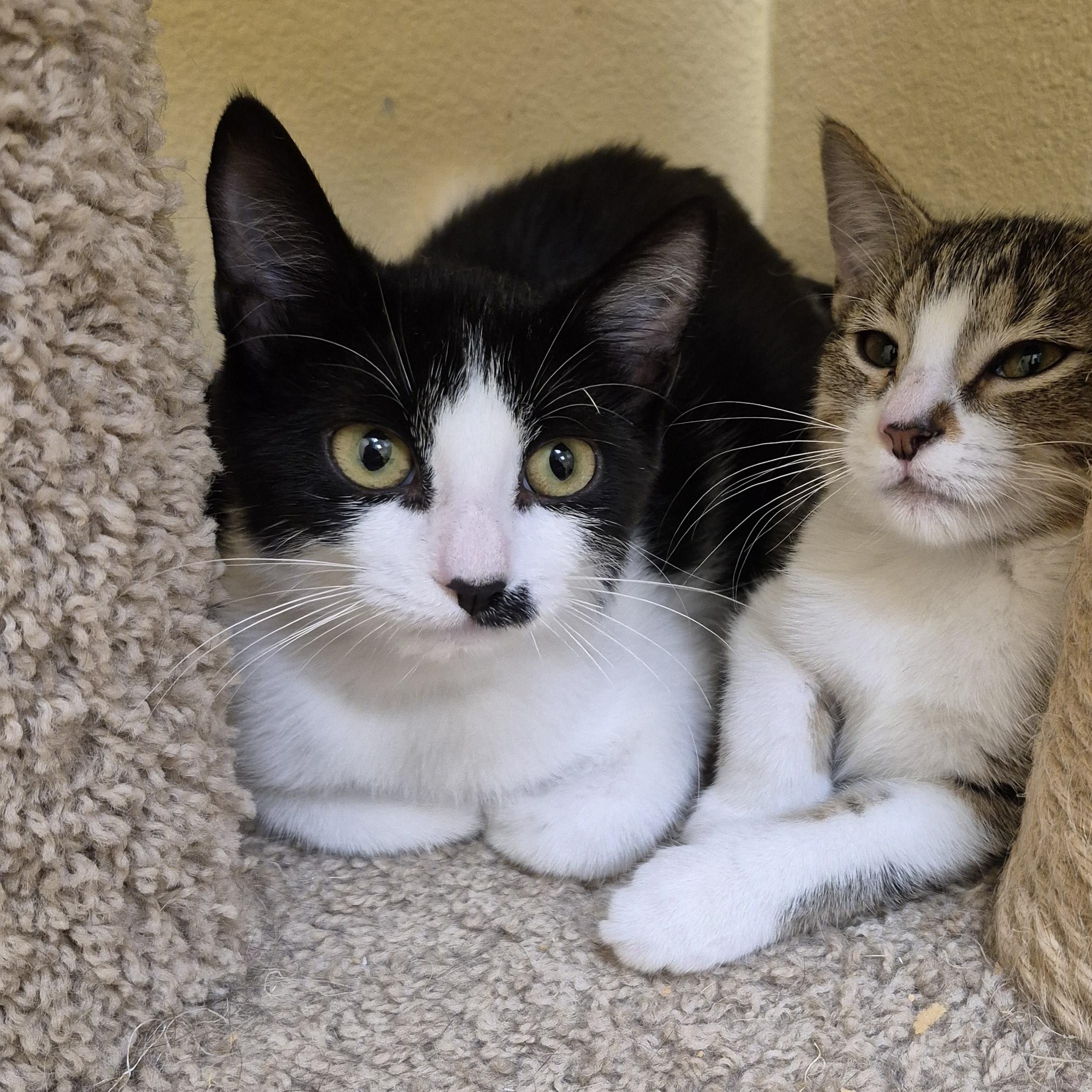 Enlarge Scallop, a Adoptable Domestic Short Hair in Schertz, TX image 2/2