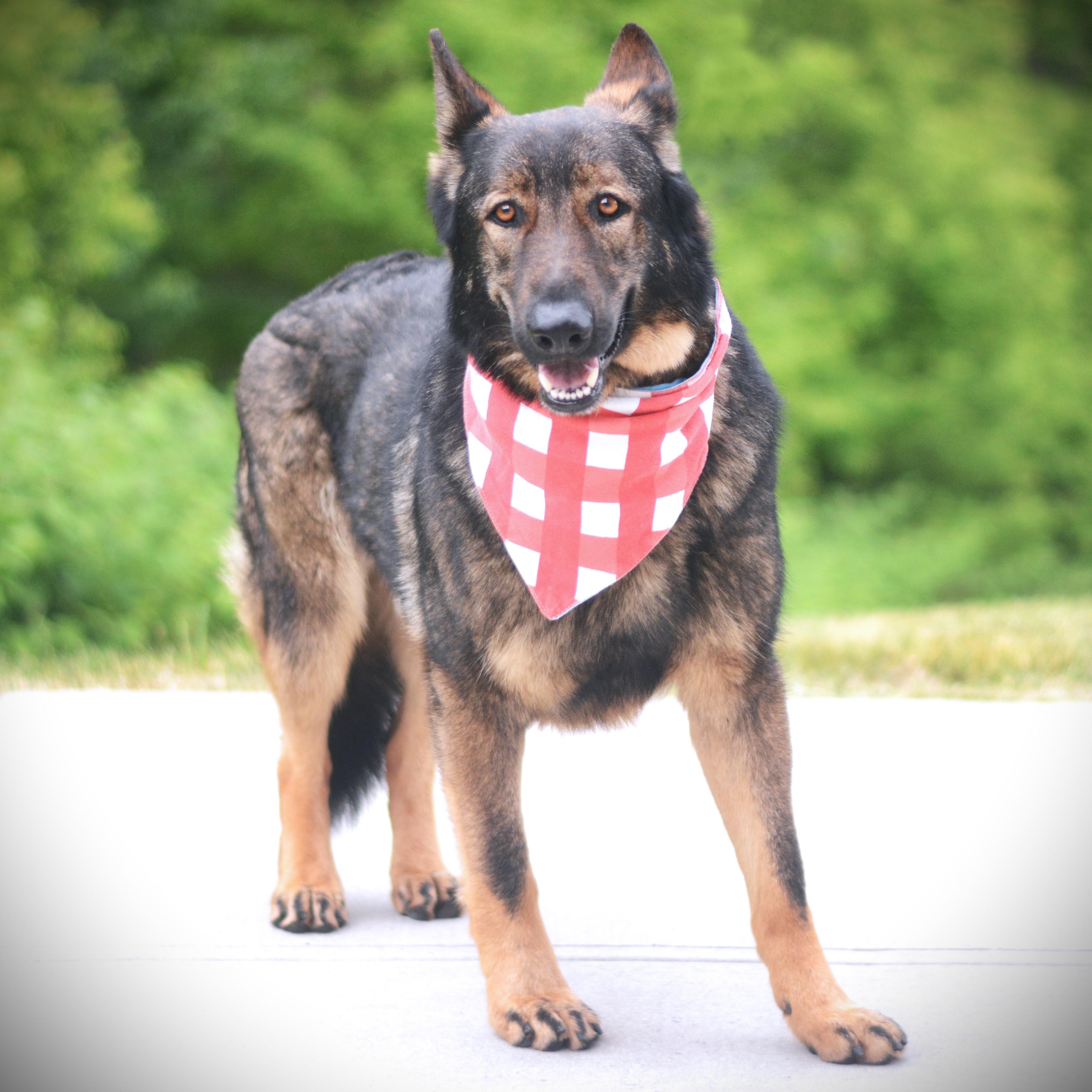 Bandit, an adoptable German Shepherd Dog in Amsterdam, NY image 5/5