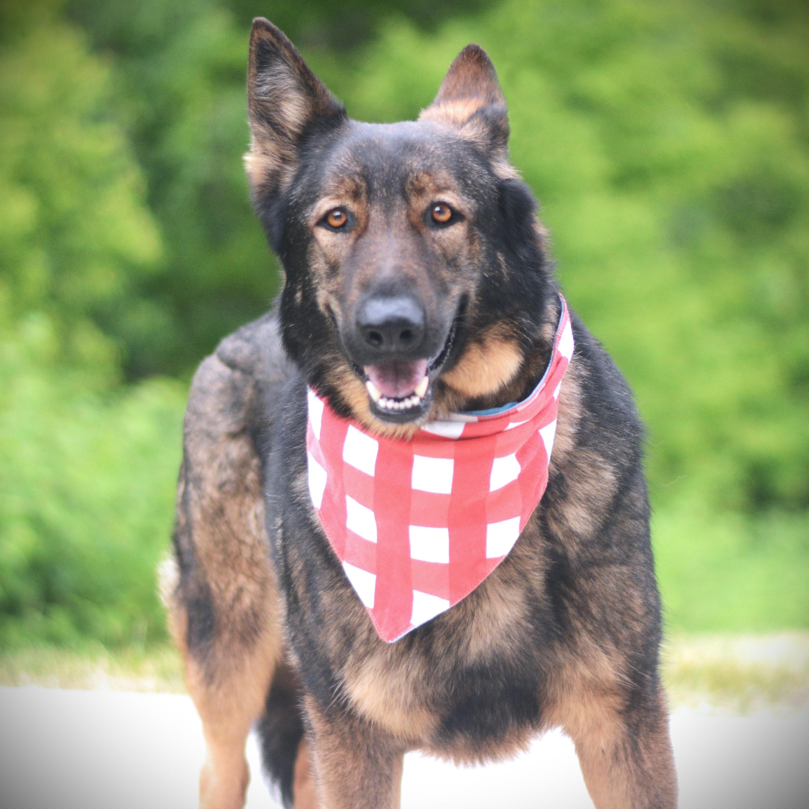 Bandit, an adoptable German Shepherd Dog in Amsterdam, NY image 2/5