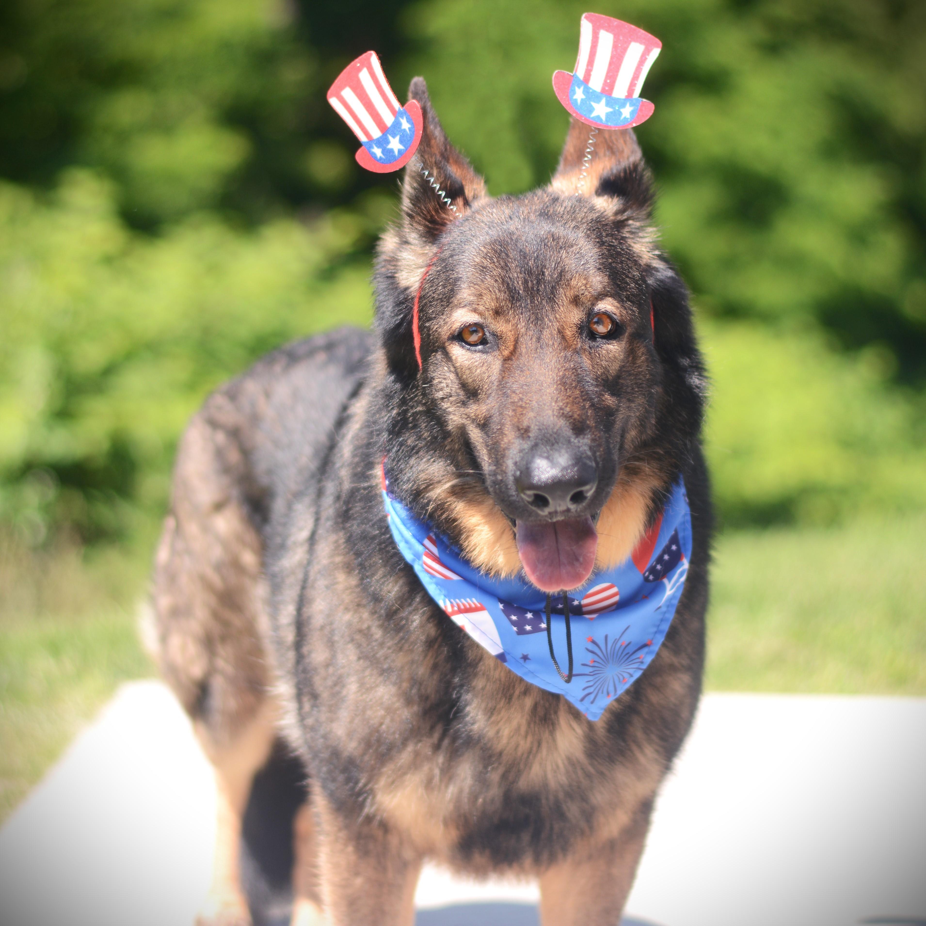 Bandit, adoptable, Adult Male German Shepherd Dog.