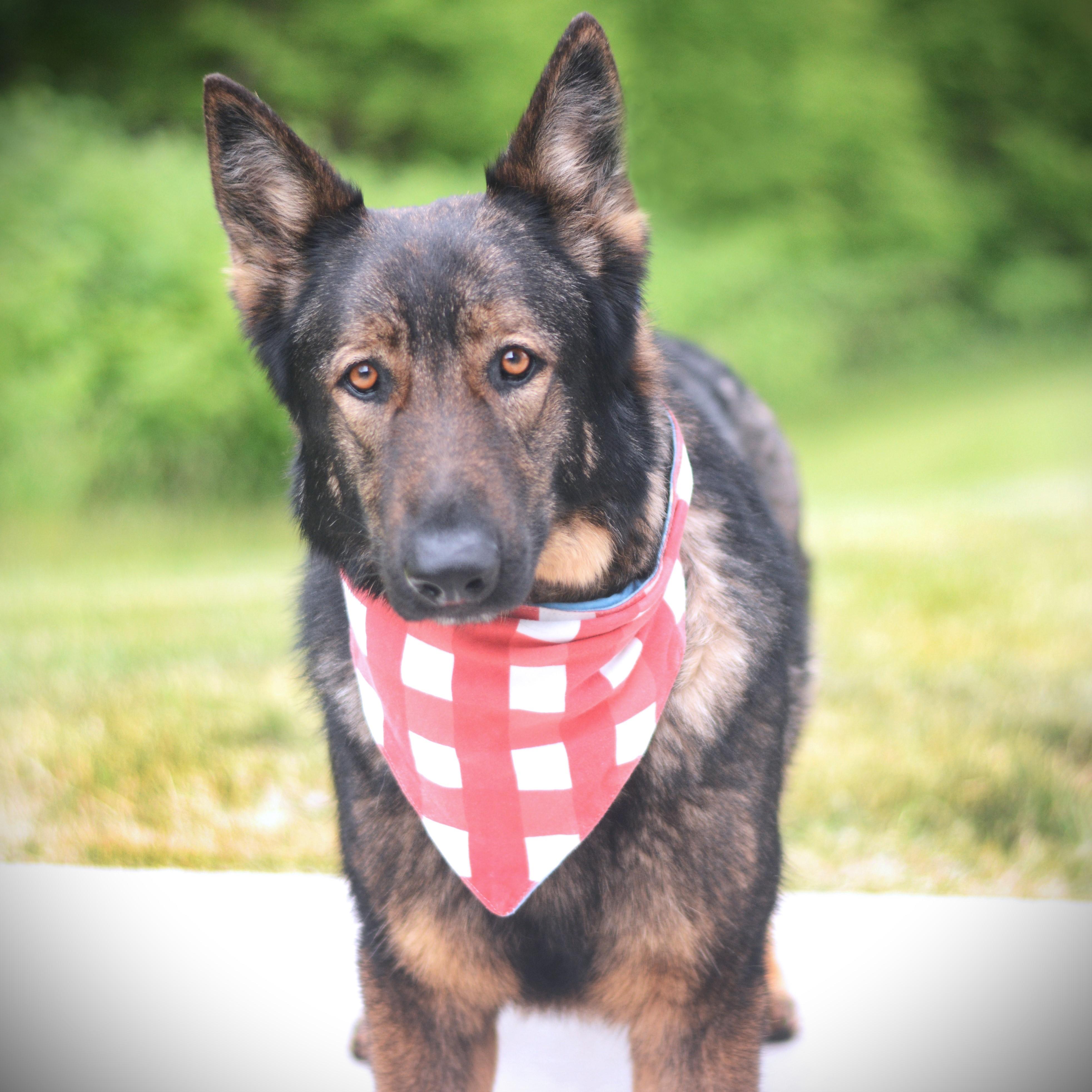 Bandit, an adoptable German Shepherd Dog in Amsterdam, NY image 3/5