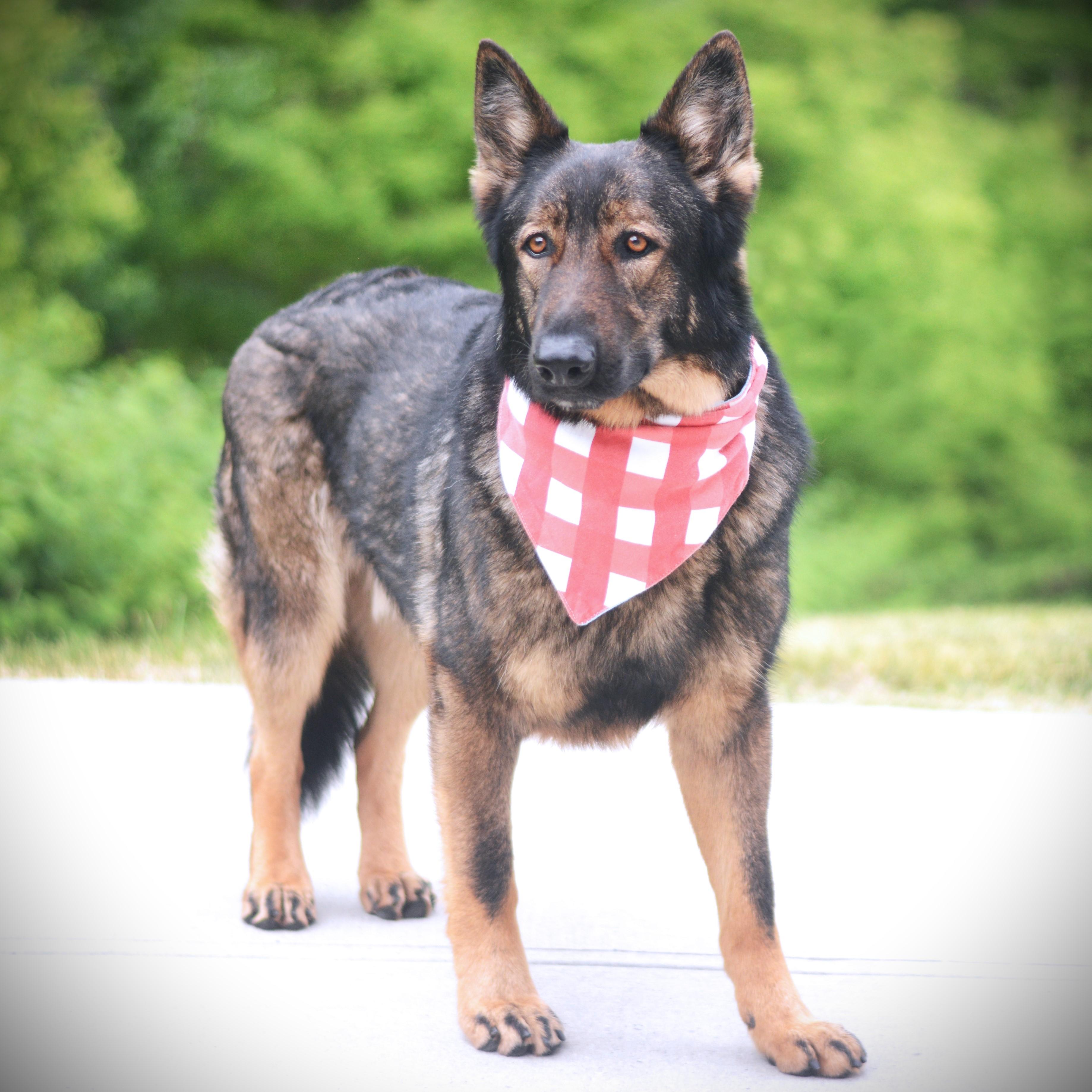 Bandit, an adoptable German Shepherd Dog in Amsterdam, NY image 4/5