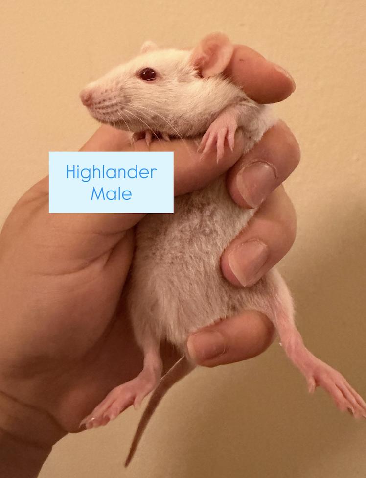 Highlander & Yaris, an adopted Rat in Minneapolis, MN image 1/2