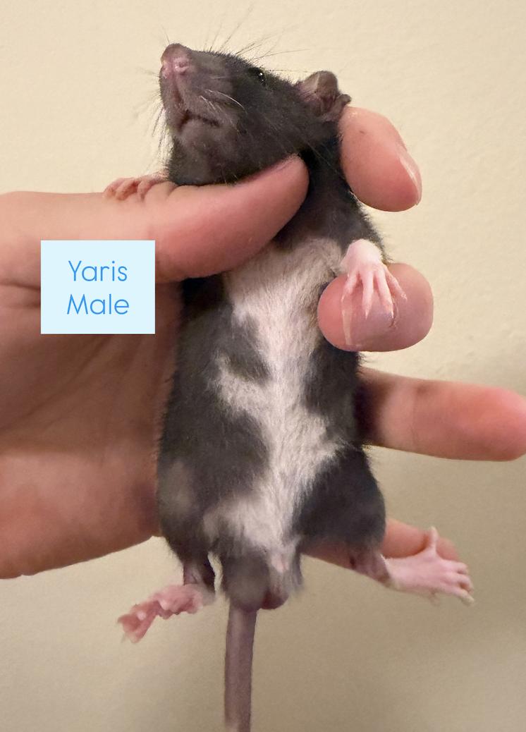Highlander & Yaris, an adopted Rat in Minneapolis, MN image 2/2