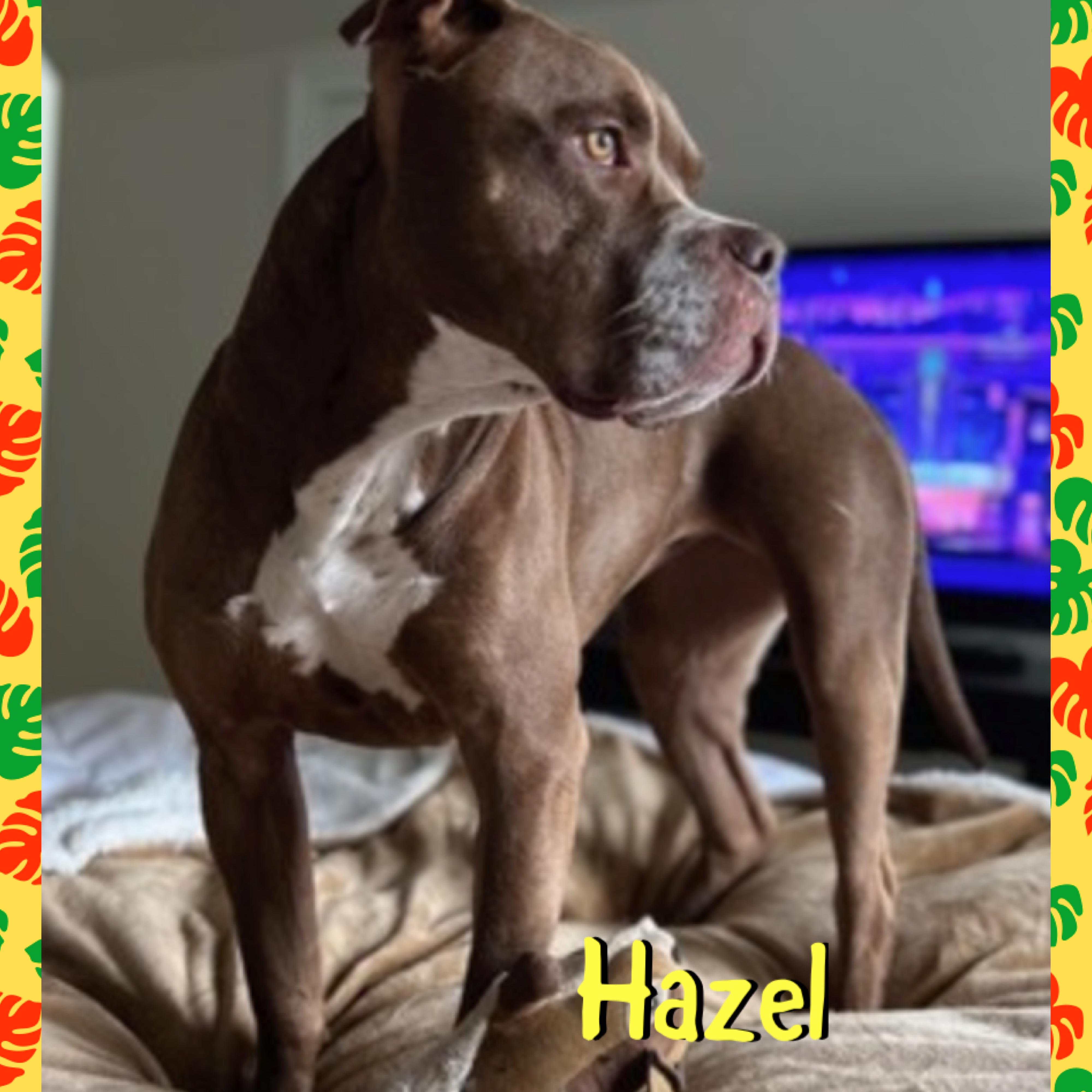 Hazel, a ADOPTABLE American Bully in Red Lodge, MT image 4/4