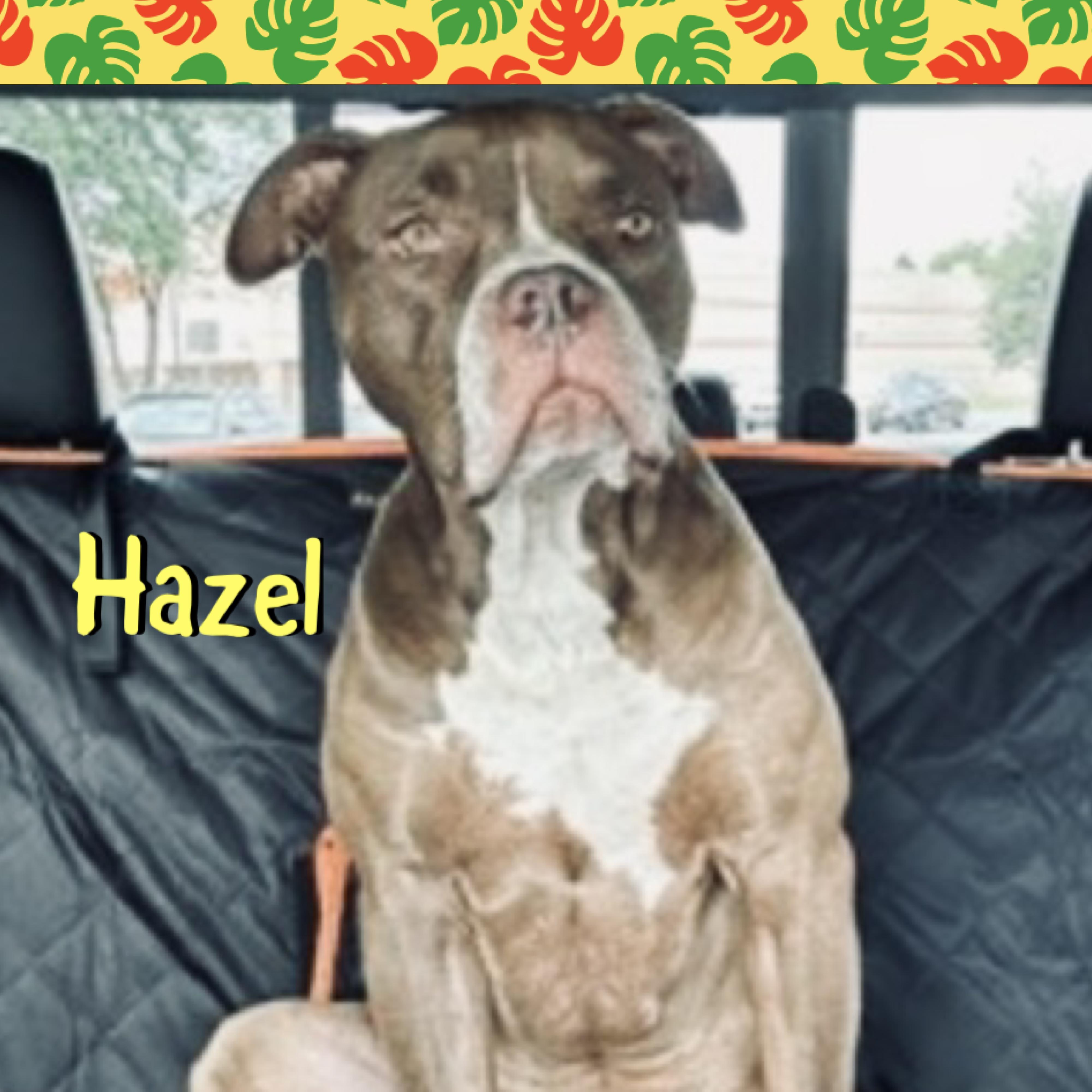 Hazel, a ADOPTABLE American Bully in Red Lodge, MT image 2/4