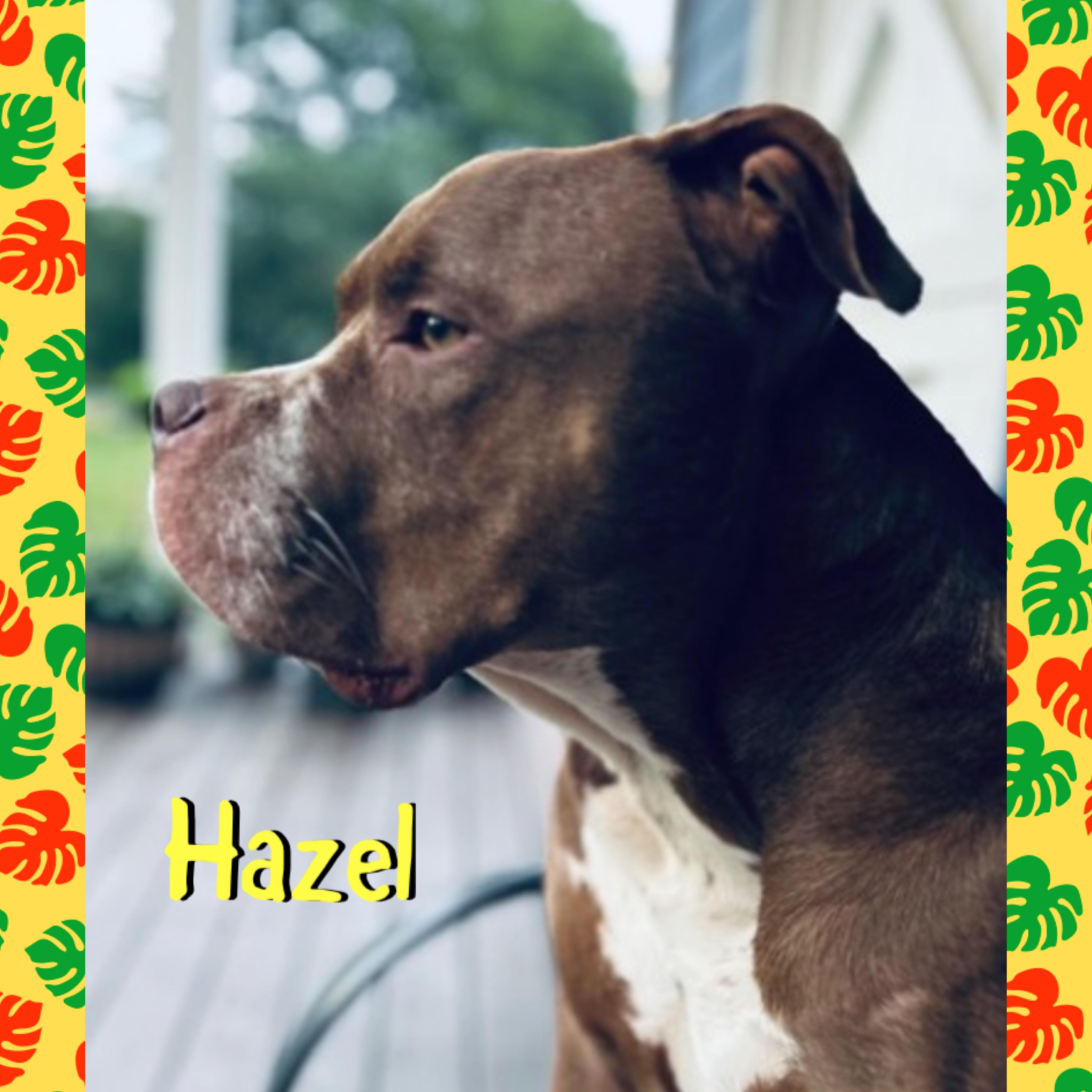 Hazel, a ADOPTABLE American Bully in Red Lodge, MT image 1/4