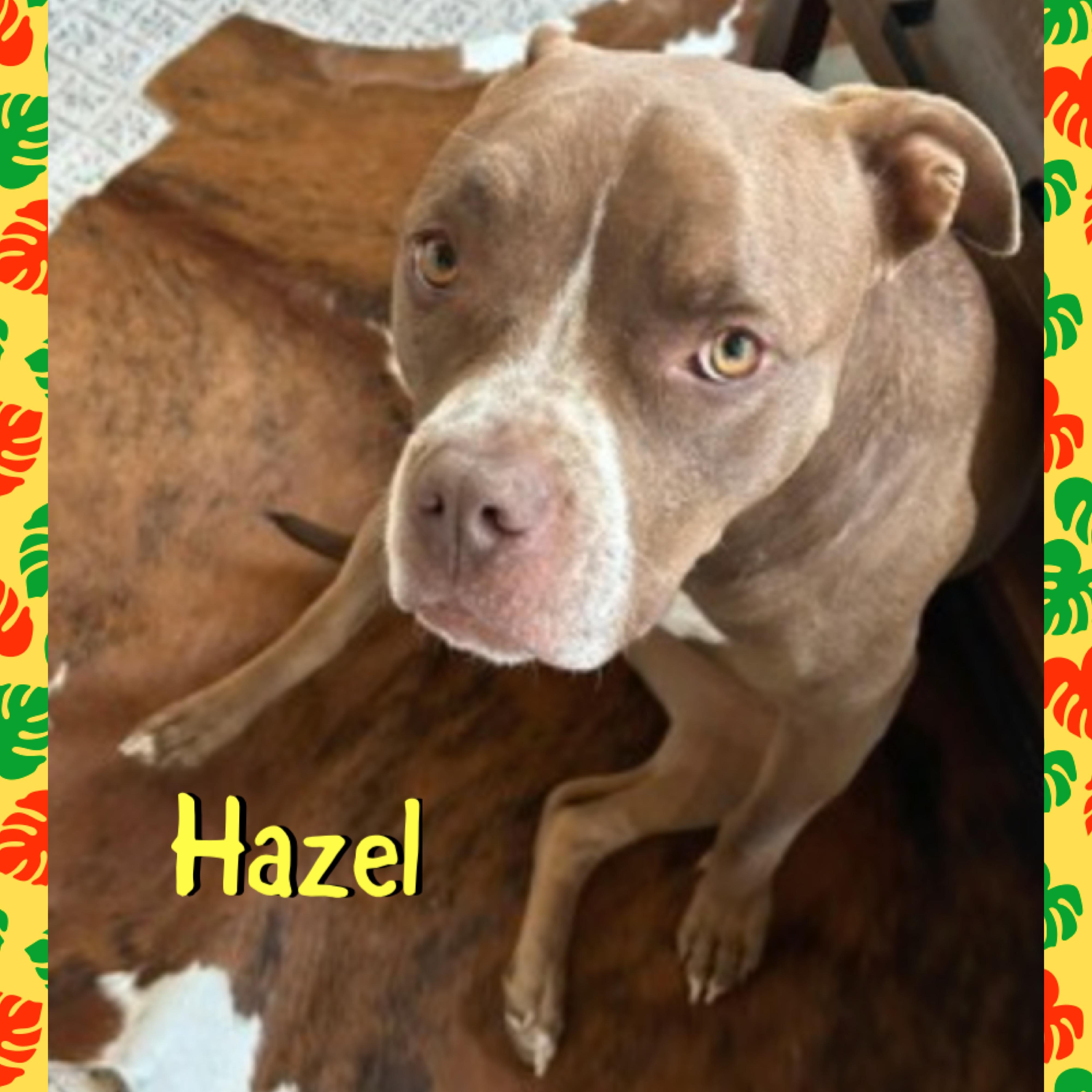 Hazel, a ADOPTABLE American Bully in Red Lodge, MT image 3/4