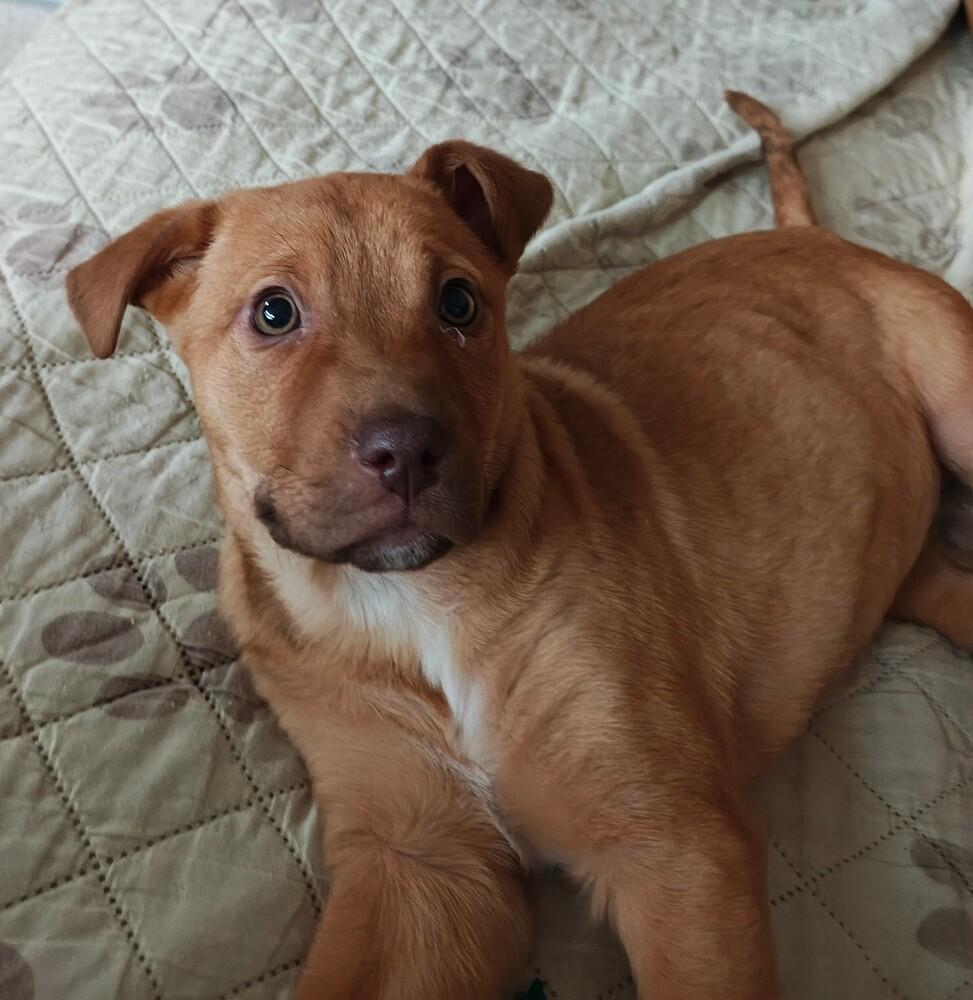 Sally, Adoptable, Puppy Female Shepherd.