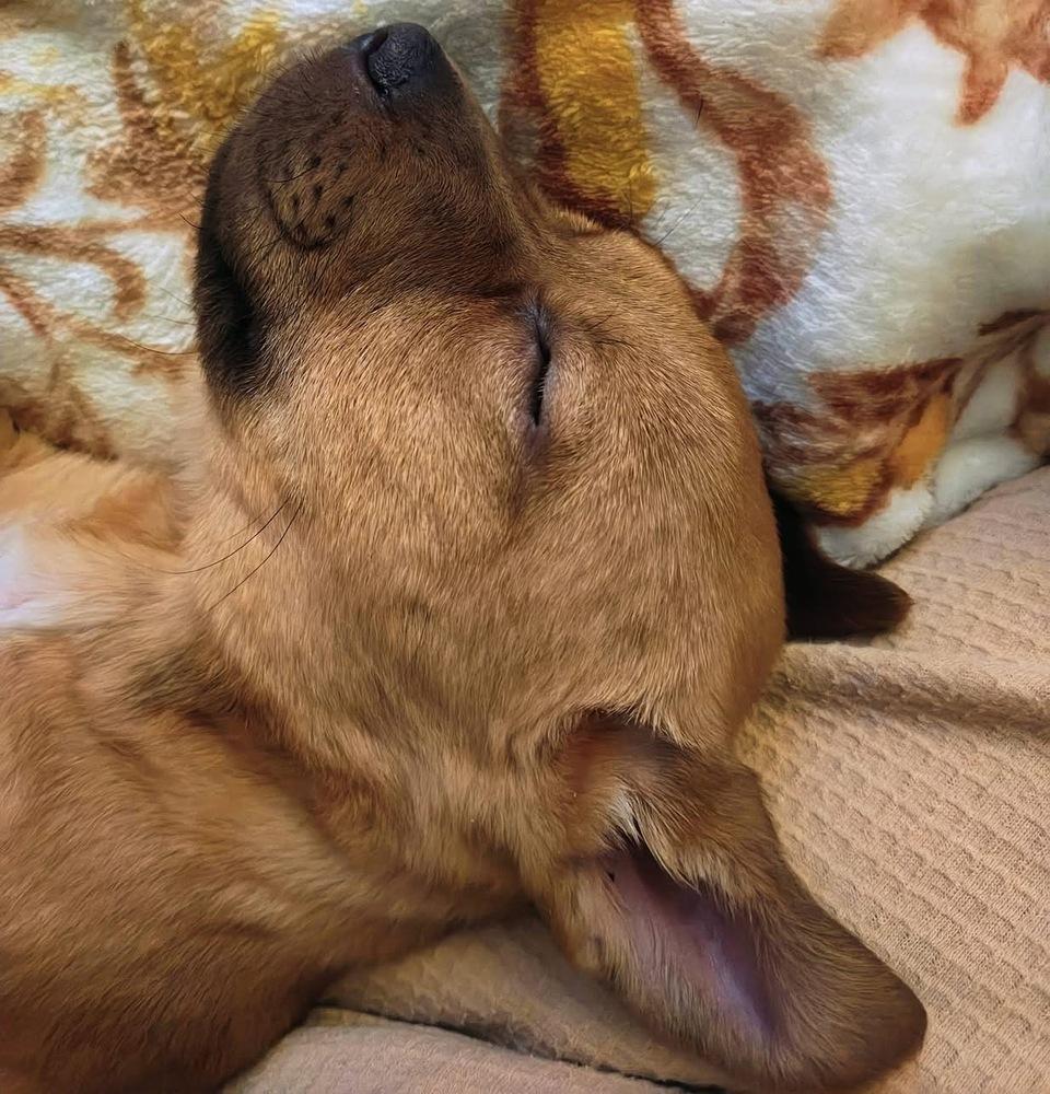 Sally, Adoptable, Puppy Female Shepherd.