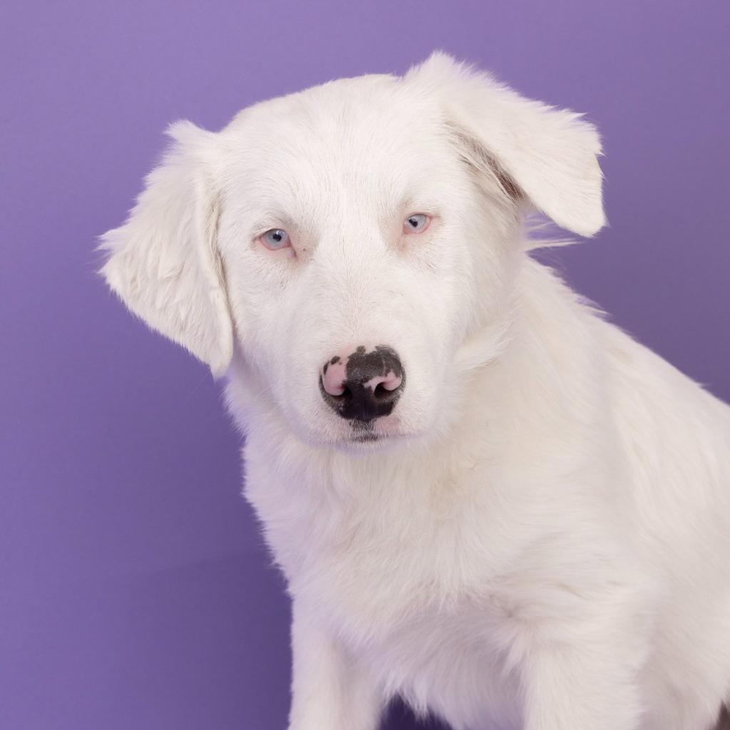 Enlarge Frosty  (local) Special Needs, a Adoptable Australian Shepherd in Princeton, MA image 2/6
