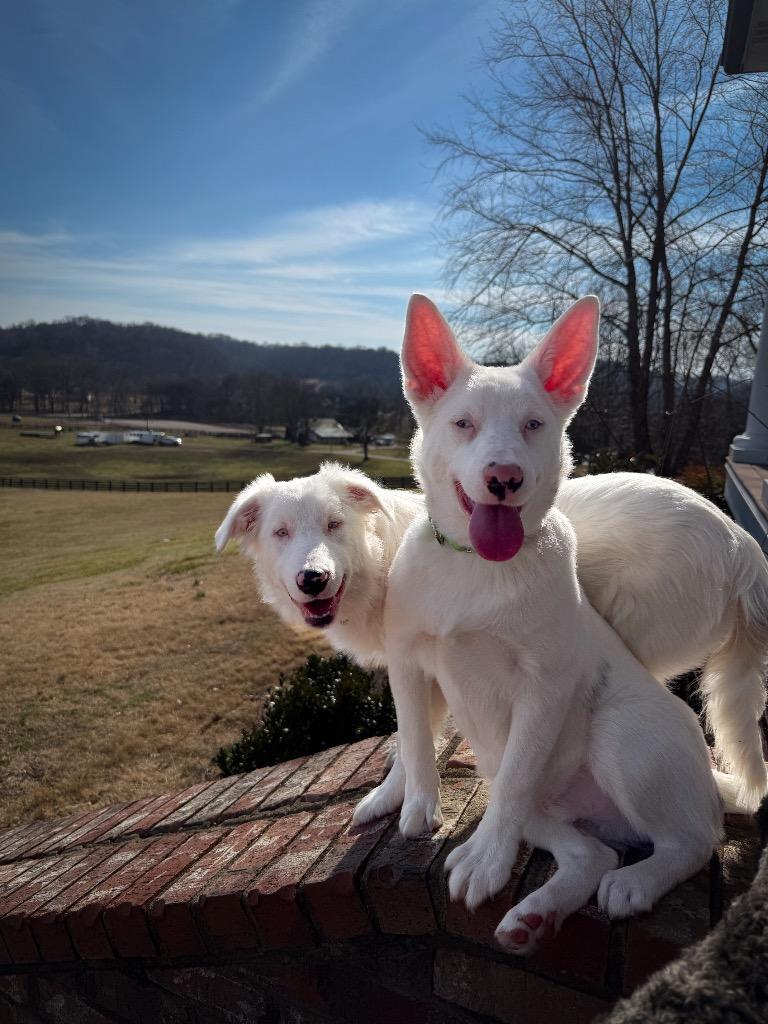Enlarge Frosty  (local) Special Needs, a Adoptable Australian Shepherd in Princeton, MA image 3/6