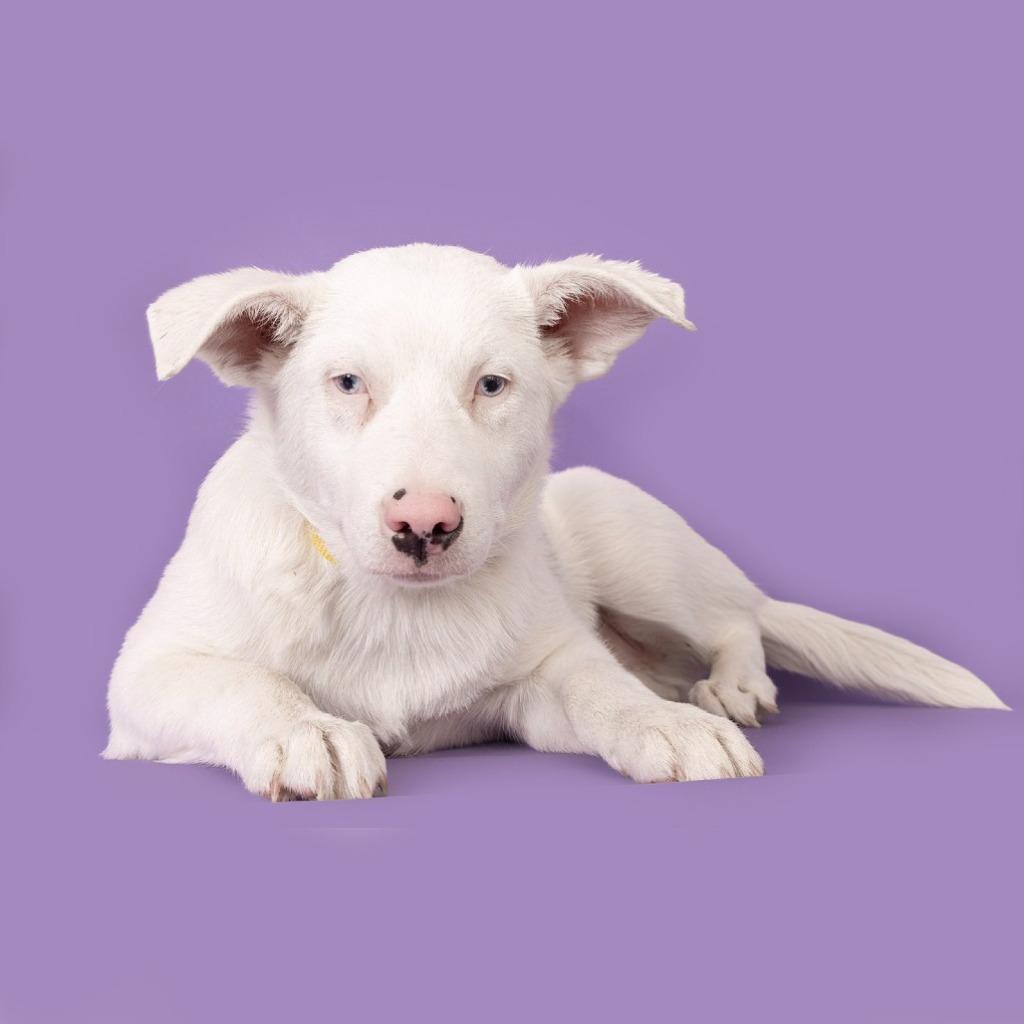 Enlarge Frosty  (local) Special Needs, a Adoptable Australian Shepherd in Princeton, MA image 4/6