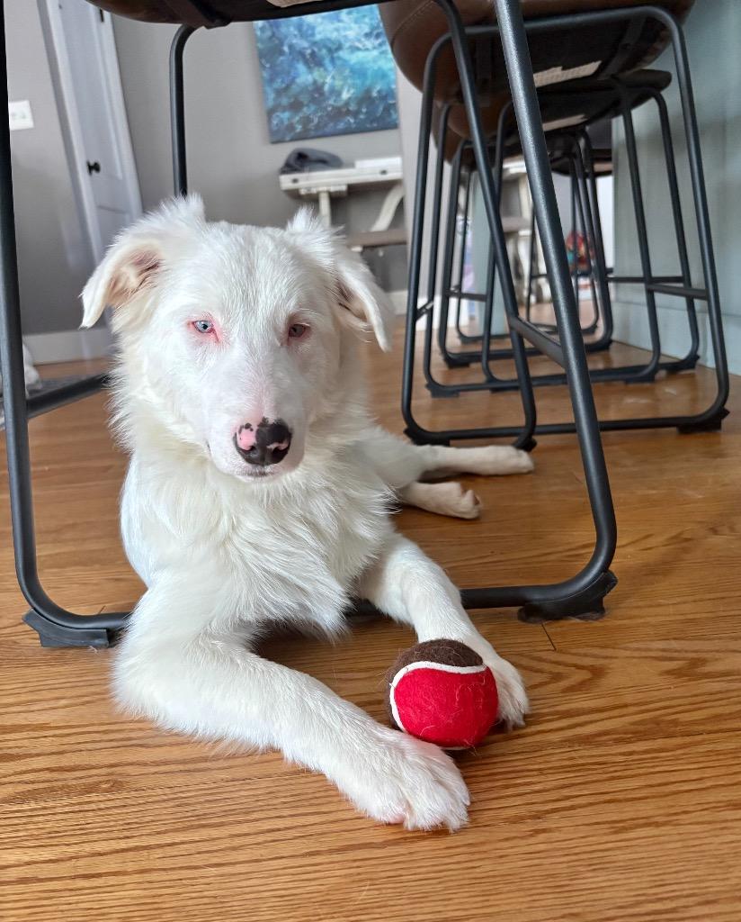 Enlarge Frosty  (local) Special Needs, a Adoptable Australian Shepherd in Princeton, MA image 5/6