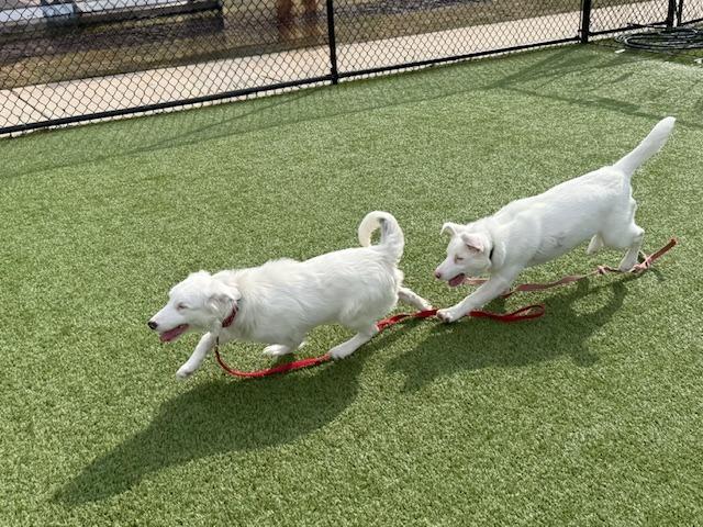 Enlarge Frosty  (local) Special Needs, a Adoptable Australian Shepherd in Princeton, MA image 6/6