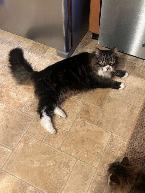 (Bay)Max, Adopted, Senior Male Maine Coon & Domestic Long Hair.