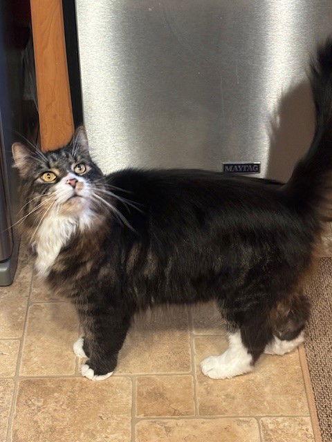 (Bay)Max, a Adopted mixed breed in Absecon, NJ image 3/3