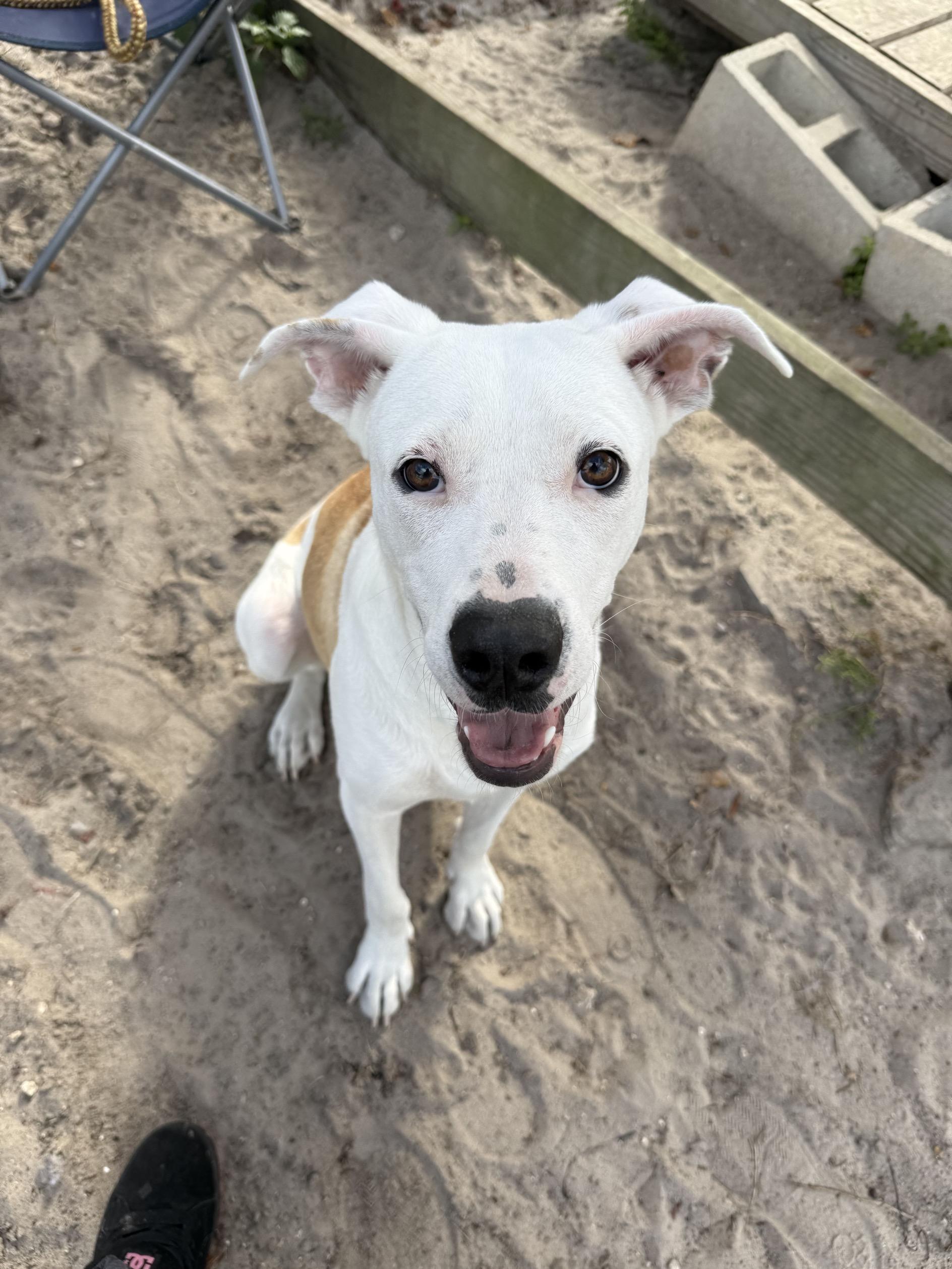 Mercon, a ADOPTABLE mixed breed in New Port Richey, FL image 6/6