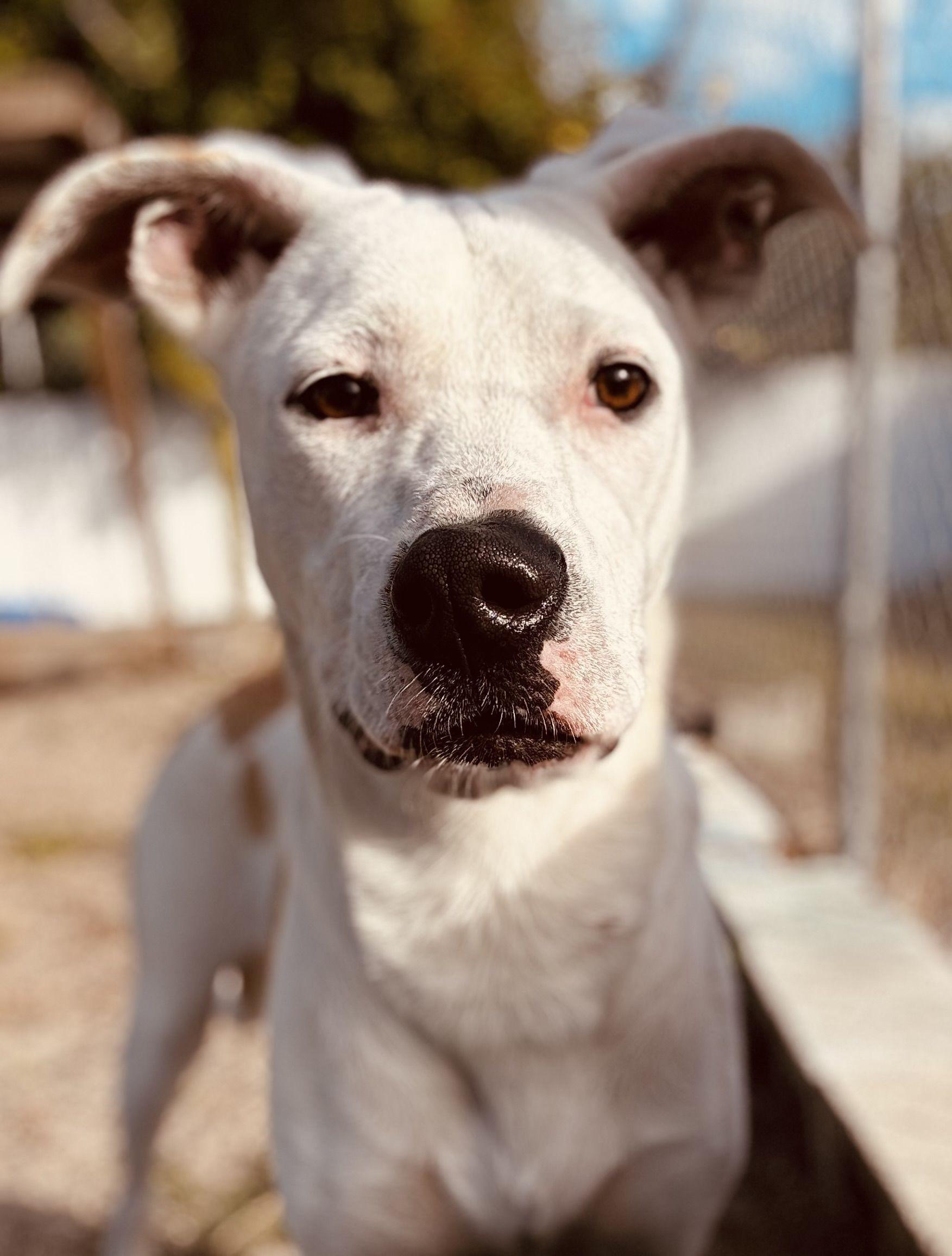 Mercon, a ADOPTABLE mixed breed in New Port Richey, FL image 2/6