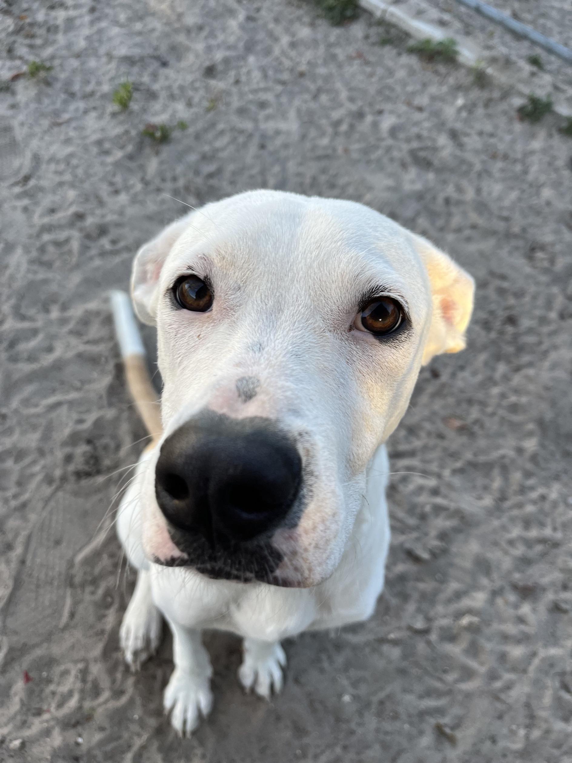 Mercon, a ADOPTABLE mixed breed in New Port Richey, FL image 1/6