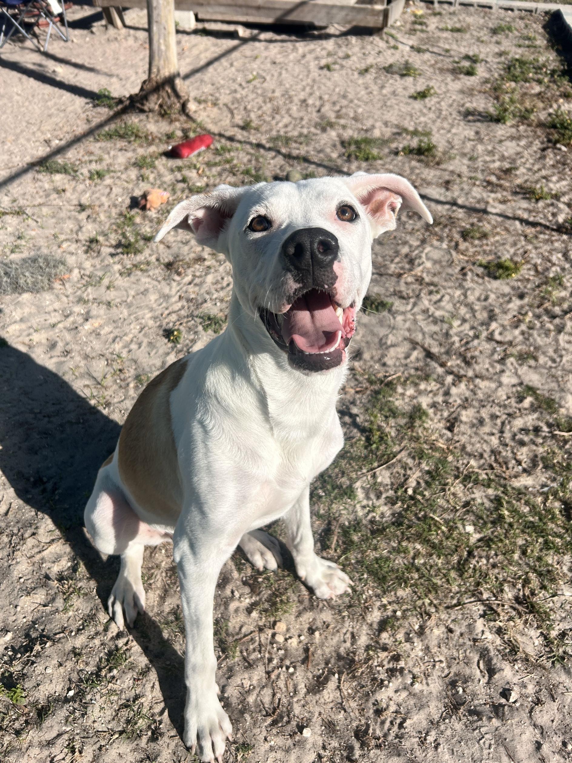 Mercon, a ADOPTABLE mixed breed in New Port Richey, FL image 5/6