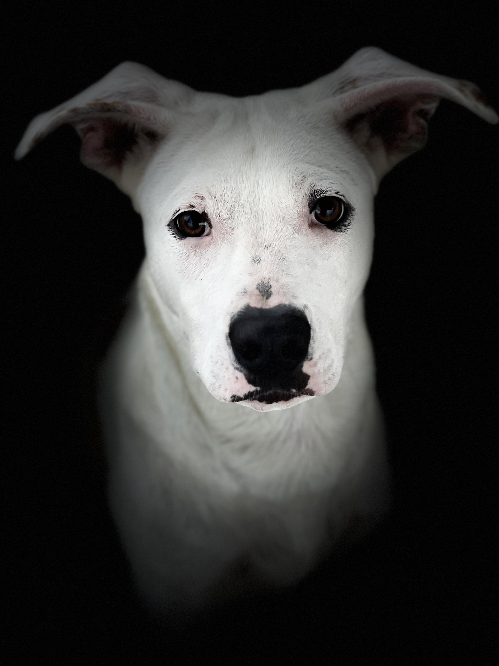 Mercon, a ADOPTABLE mixed breed in New Port Richey, FL image 4/6