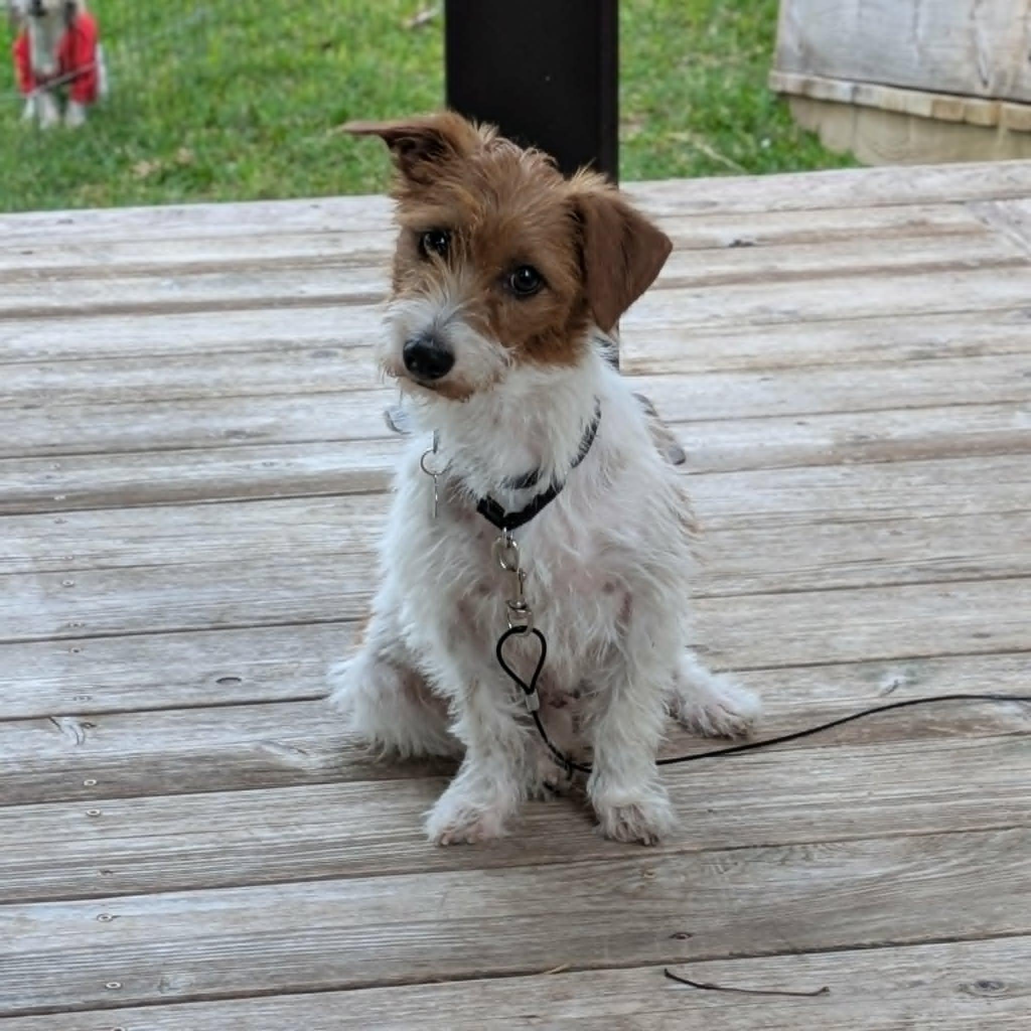 Cayenne, Adoptable, Adult Female Jack Russell Terrier & Mixed Breed.