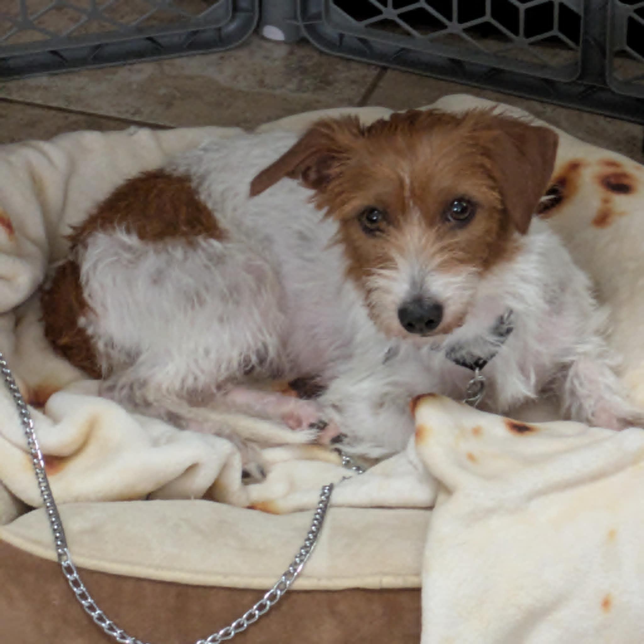 Cayenne, a Adoptable mixed breed in Round Rock, TX image 4/5