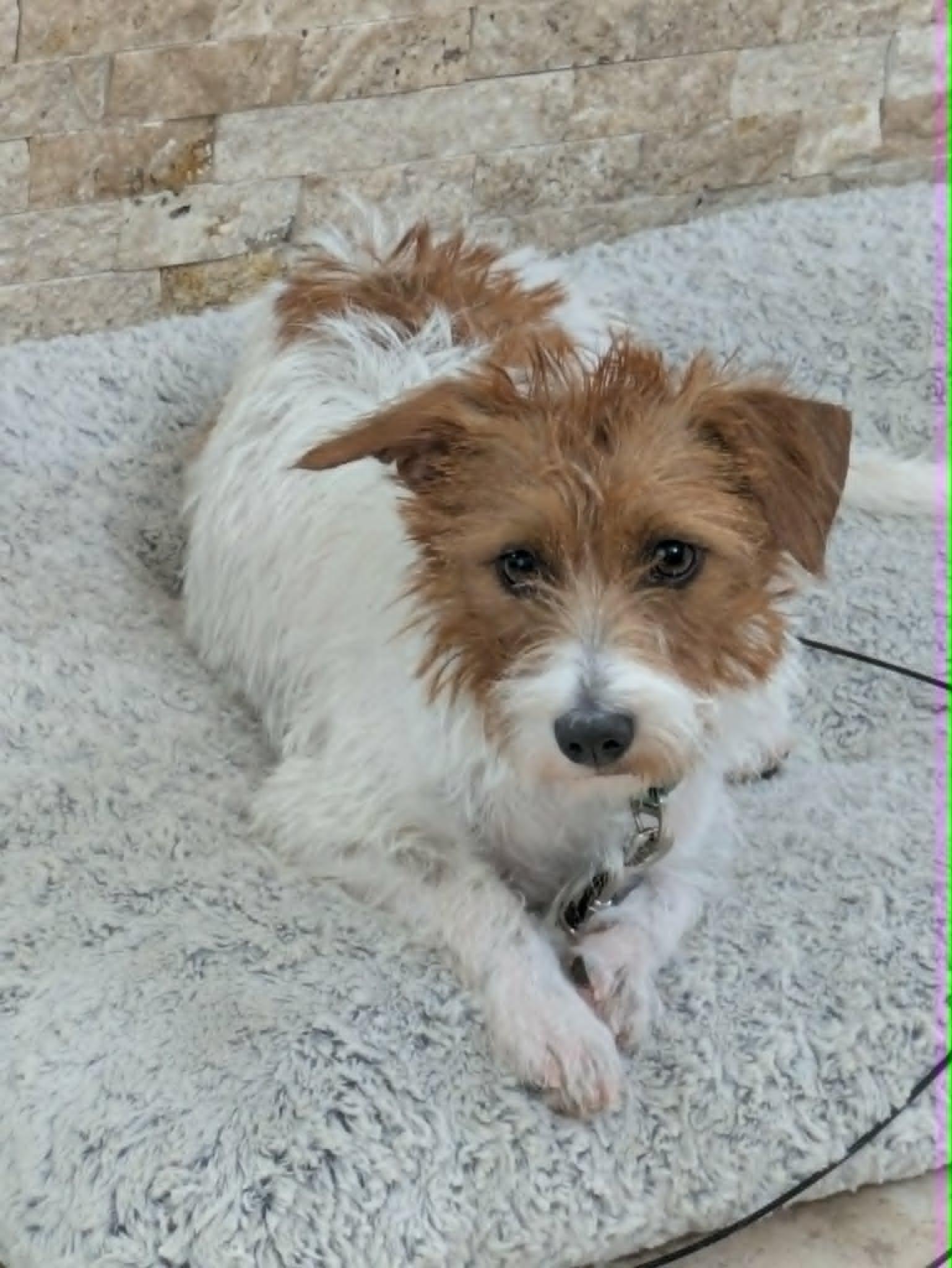 Cayenne, a Adoptable mixed breed in Round Rock, TX image 5/5