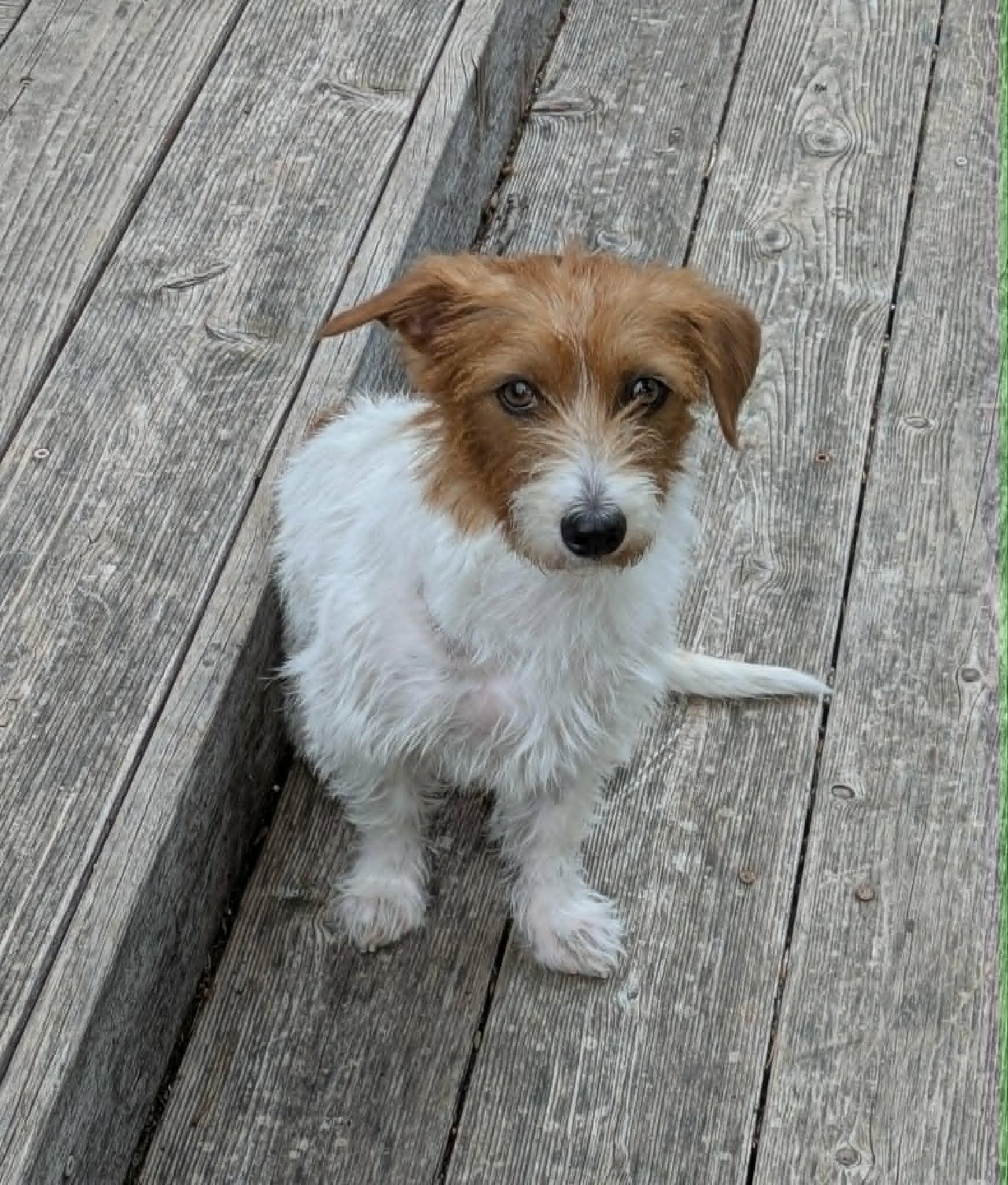Cayenne, a Adoptable mixed breed in Round Rock, TX image 2/5