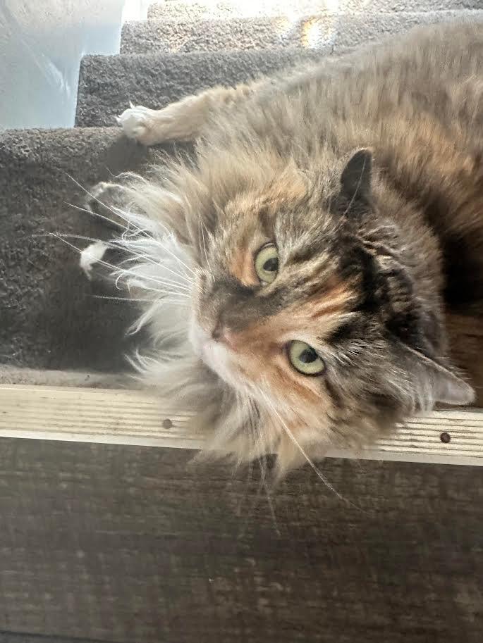 Magnolia, ADOPTABLE, Adult Female Manx & Domestic Long Hair.