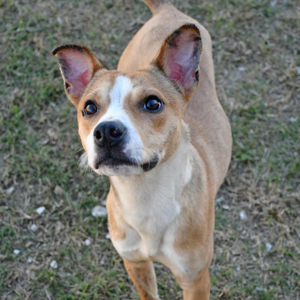 Cheese Stick, Adoptable, Young Male Mountain Cur.