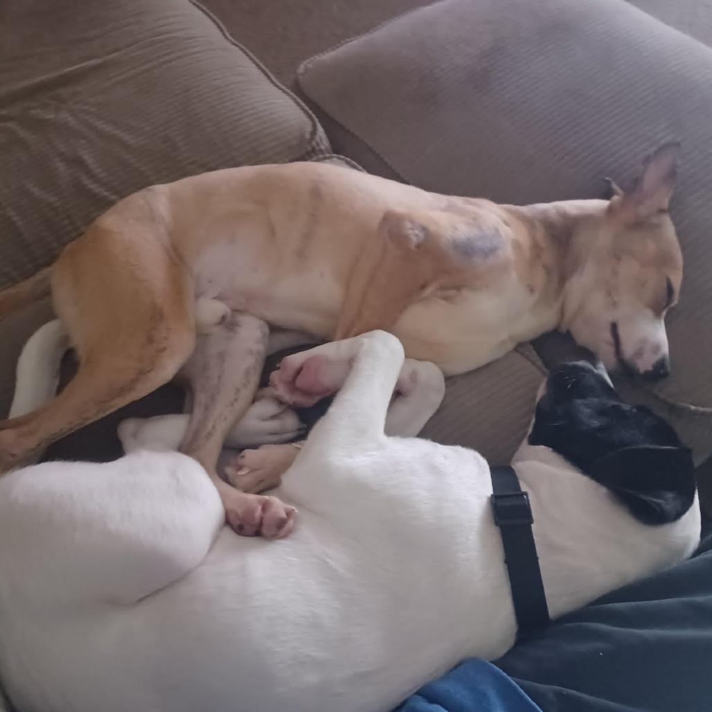 Cheese Stick, a Adoptable Mountain Cur in Beaumont, TX image 2/6