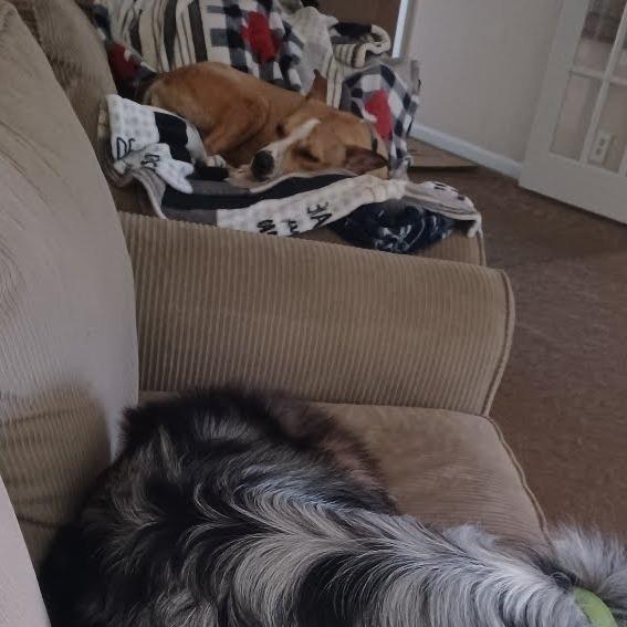 Cheese Stick, a Adoptable Mountain Cur in Beaumont, TX image 3/6