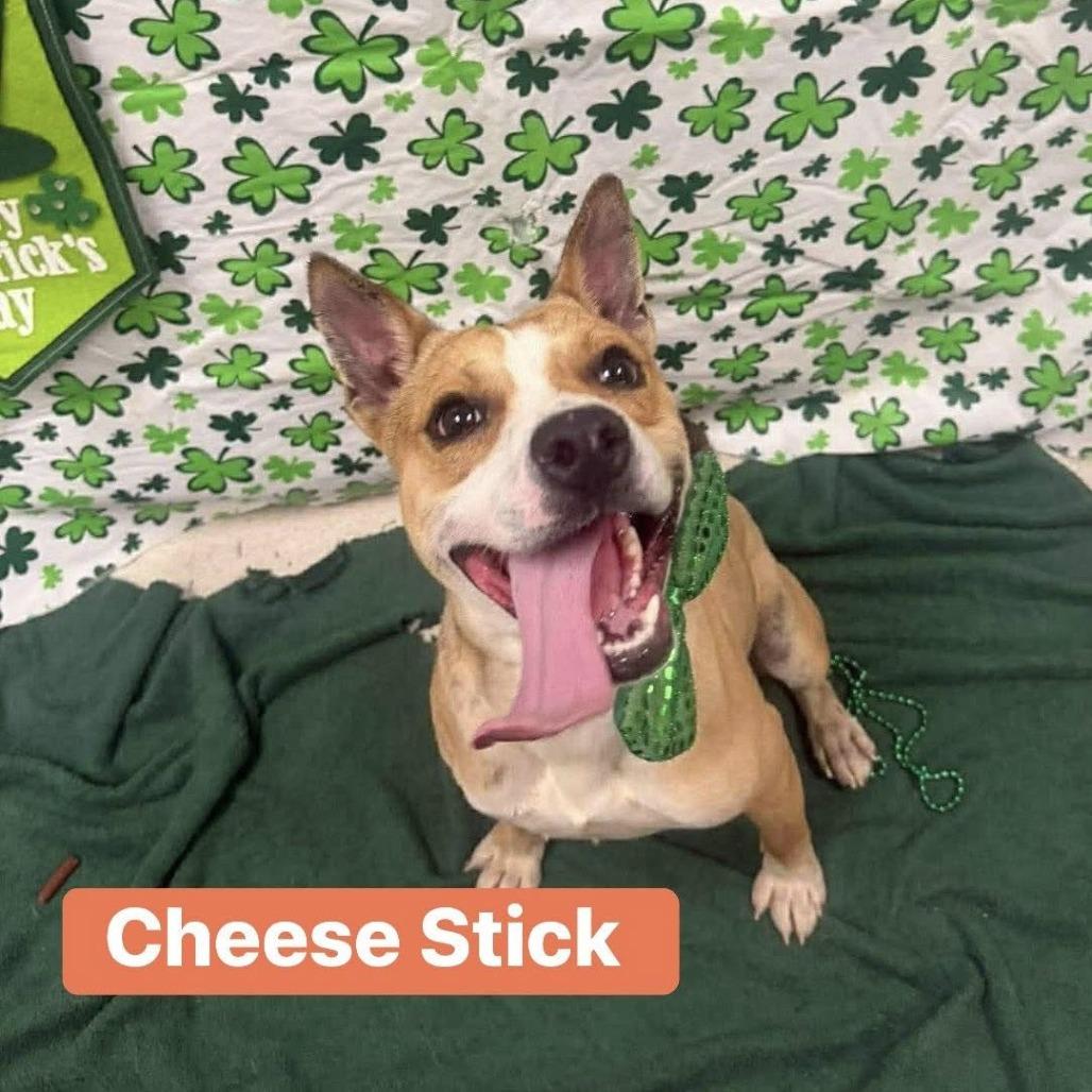 Enlarge Cheese Stick, a Adoptable Mountain Cur in Beaumont, TX image 4/6