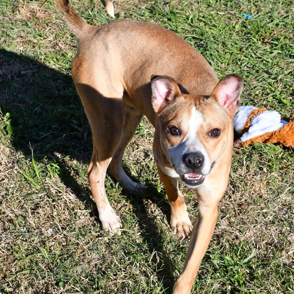 Cheese Stick, a Adoptable Mountain Cur in Beaumont, TX image 5/6