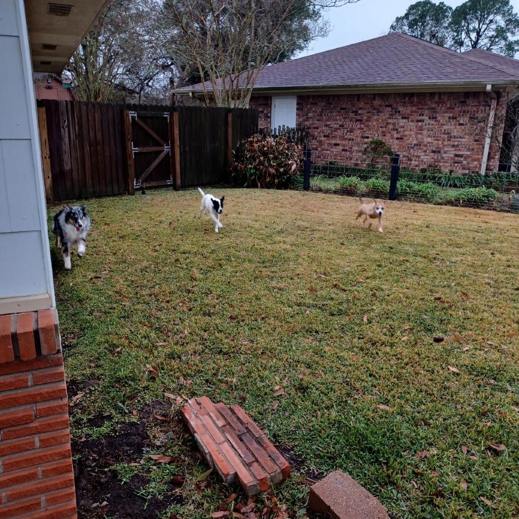 Cheese Stick, a Adoptable Mountain Cur in Beaumont, TX image 6/6