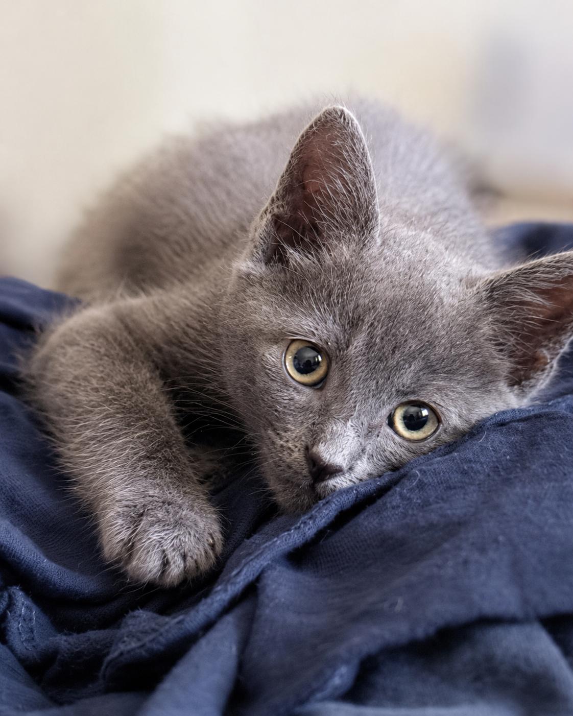 Enlarge Jaguar & Mercedes-Double the Love, a Adoptable Domestic Short Hair in Laurel, MD image 2/6